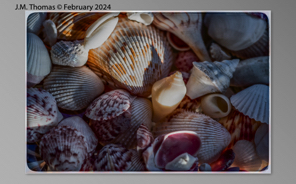 Macro Shells Feb 2024-26.jpg